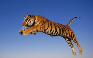 Flying-Tiger-Wallpapers-600x375