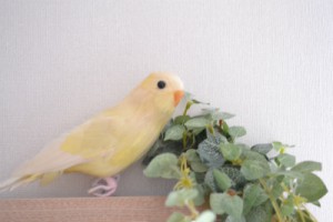 鳥