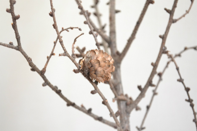 sDSC_0979
